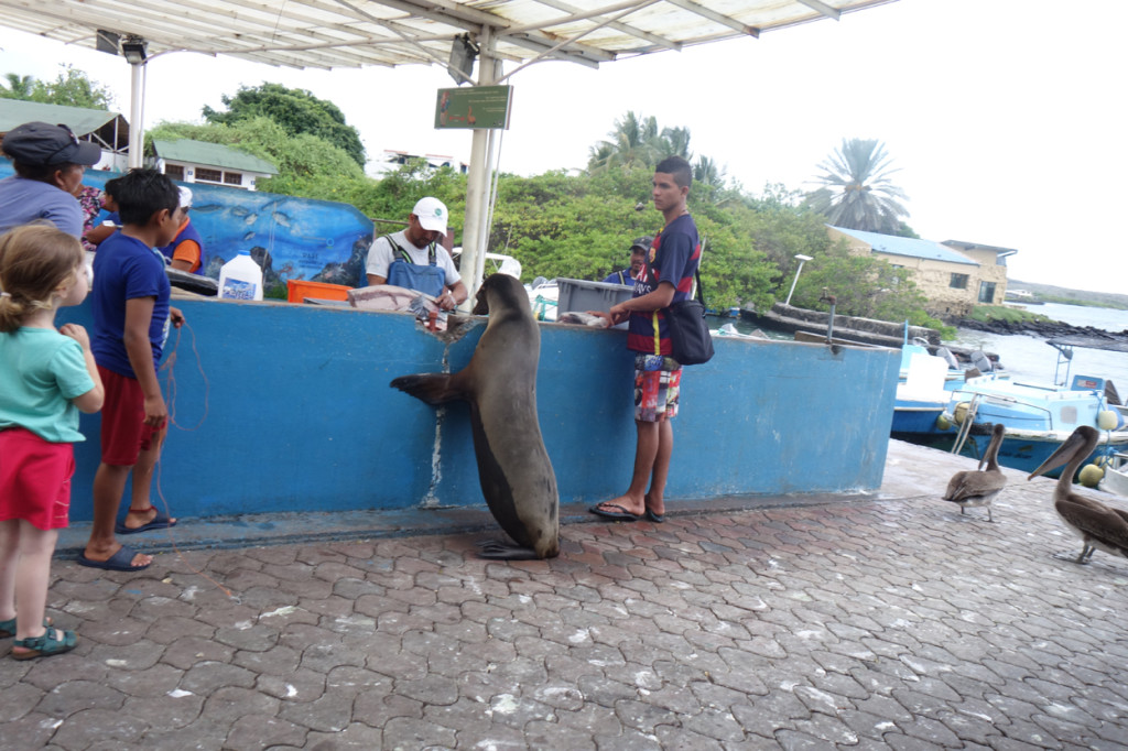 Galapagos Naud 40