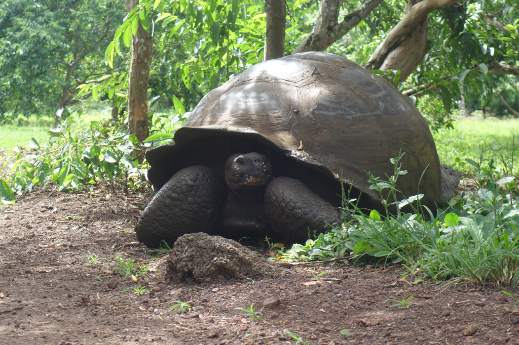 Galapagos Naud 47