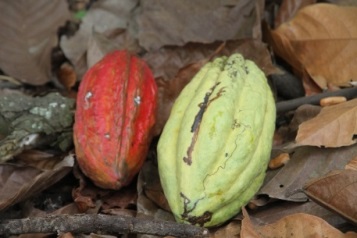 Cacao - Basuyau