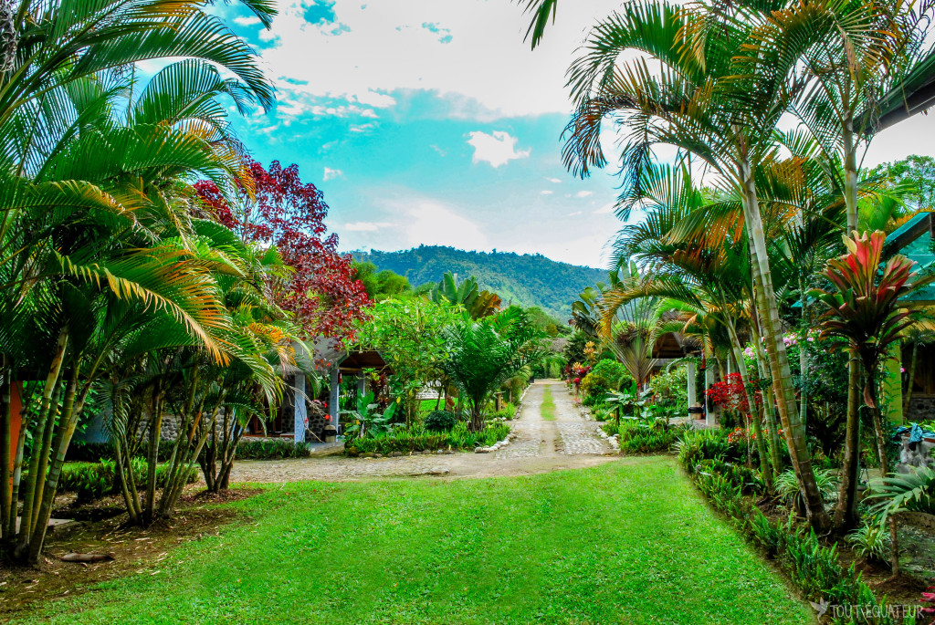 mindo-palmiers-tout-equateur