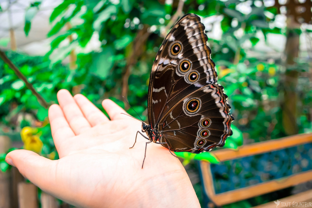 papillon-mindo-tout-equateur