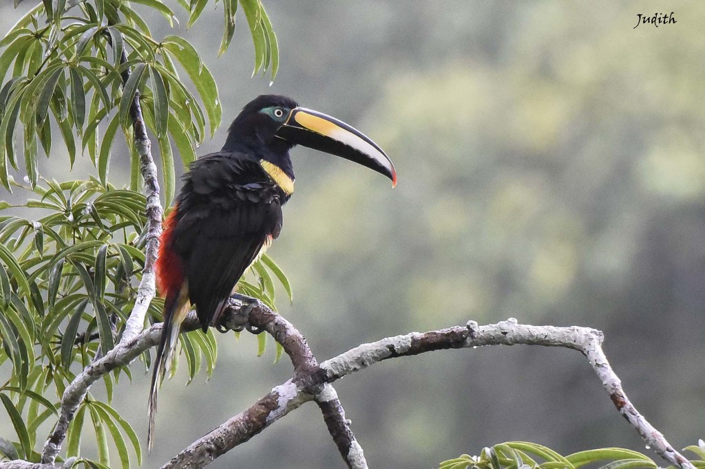 Araçari multibande - Many-banded Aracari_7937