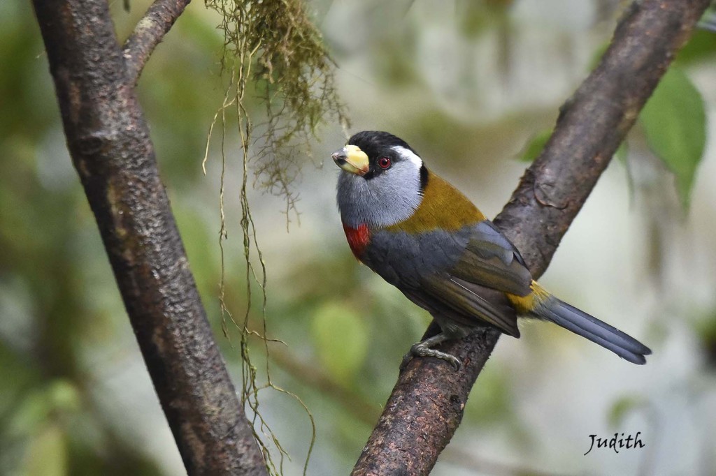 Cabézon toucan - Toucan Barbet_0729