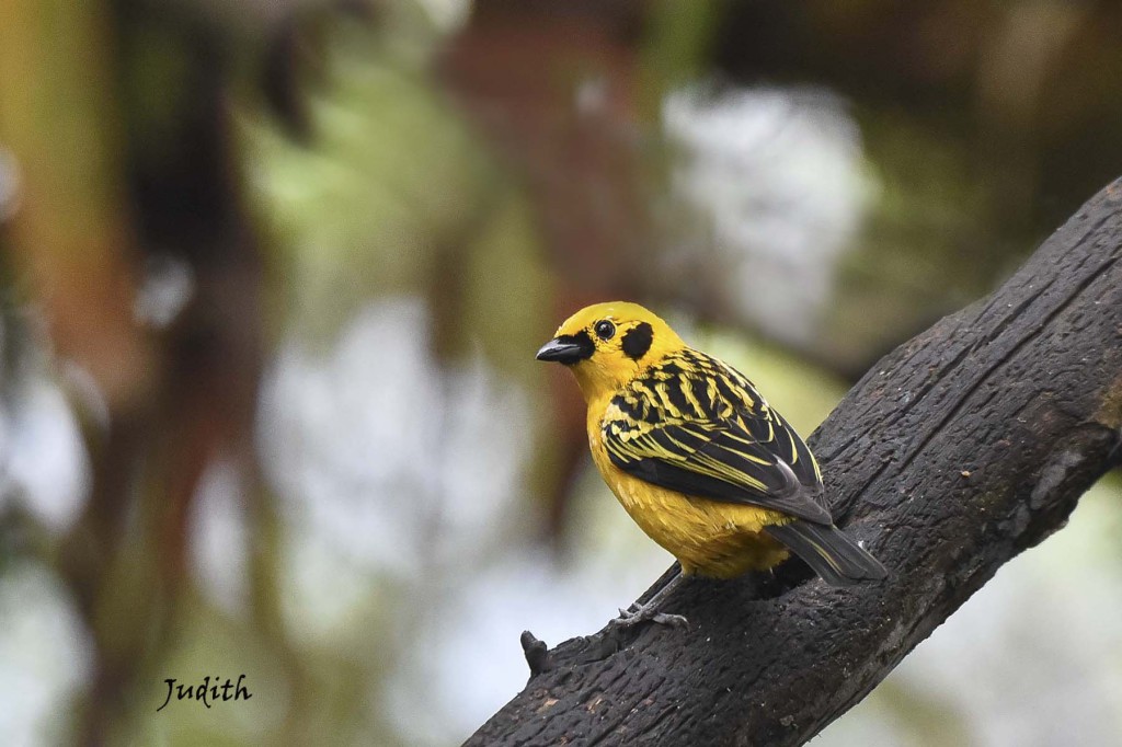 Calliste doré - Golden Tanager_1420