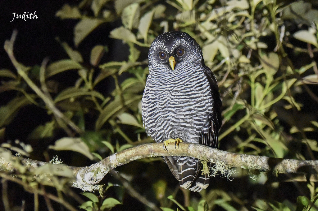 Chouette à lignes noires - Black-and-white Owl_9798