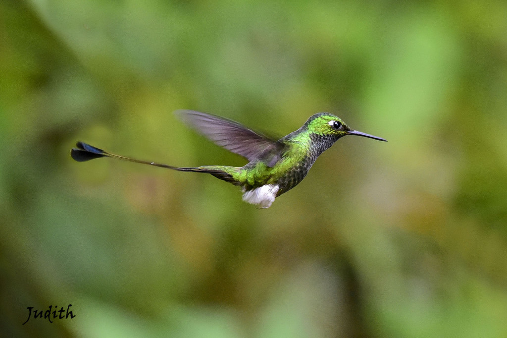 Haut-de-chausses à palettes - White-booted Racket Tail_1970