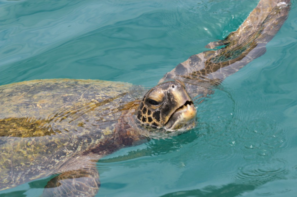 Les tortues de mer semblent attendre l’arrivée des bateaux