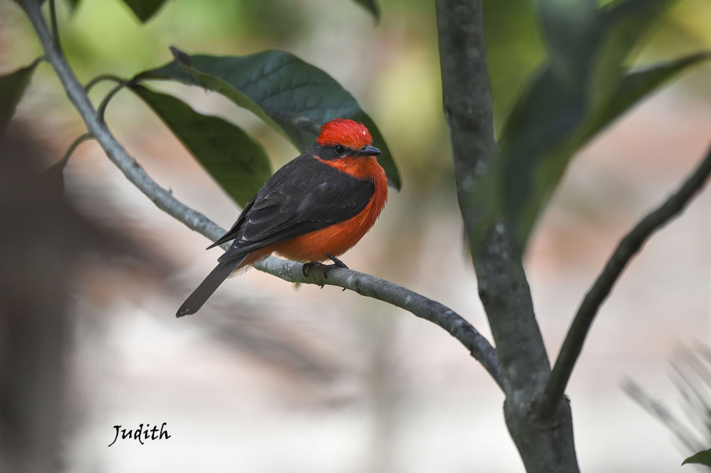 Moucherolle vermillon - Scarlet Flycatcher_0561