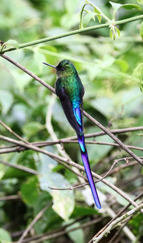 Sylphe à queue violette (Violet-Tailed Sylph)