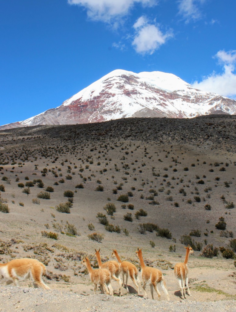 Une population de vigognes réintroduite dans le Parc Naturel du Chimborazo