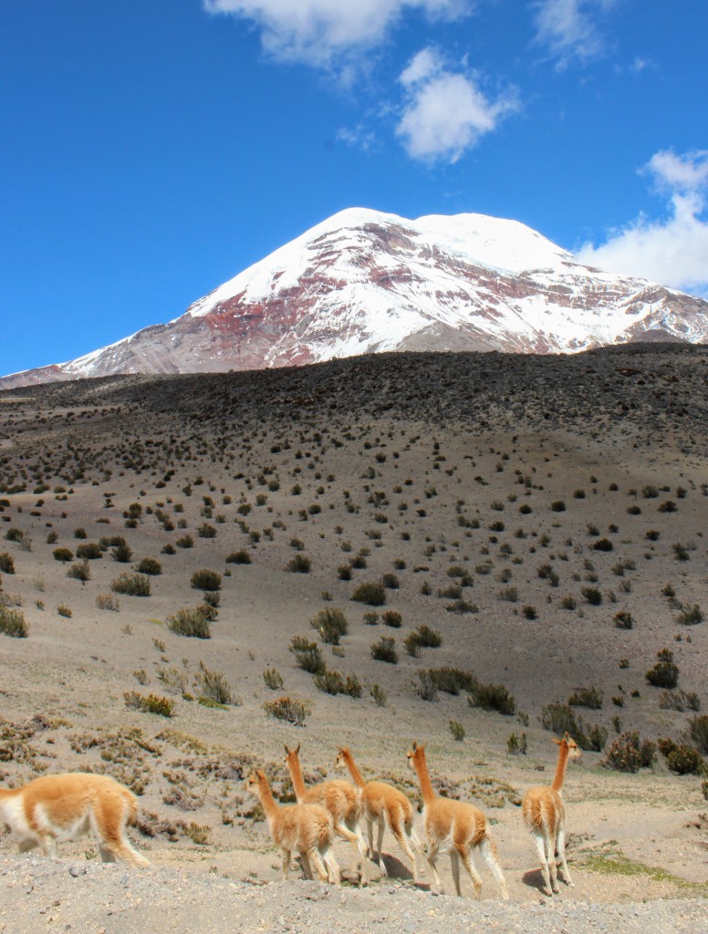 Une population de vigognes réintroduite dans le Parc Naturel du Chimborazo