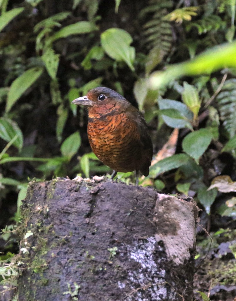 a Grallaire Géante (Giant Antpitta) répond à ses congénères humains (les frères Paz).