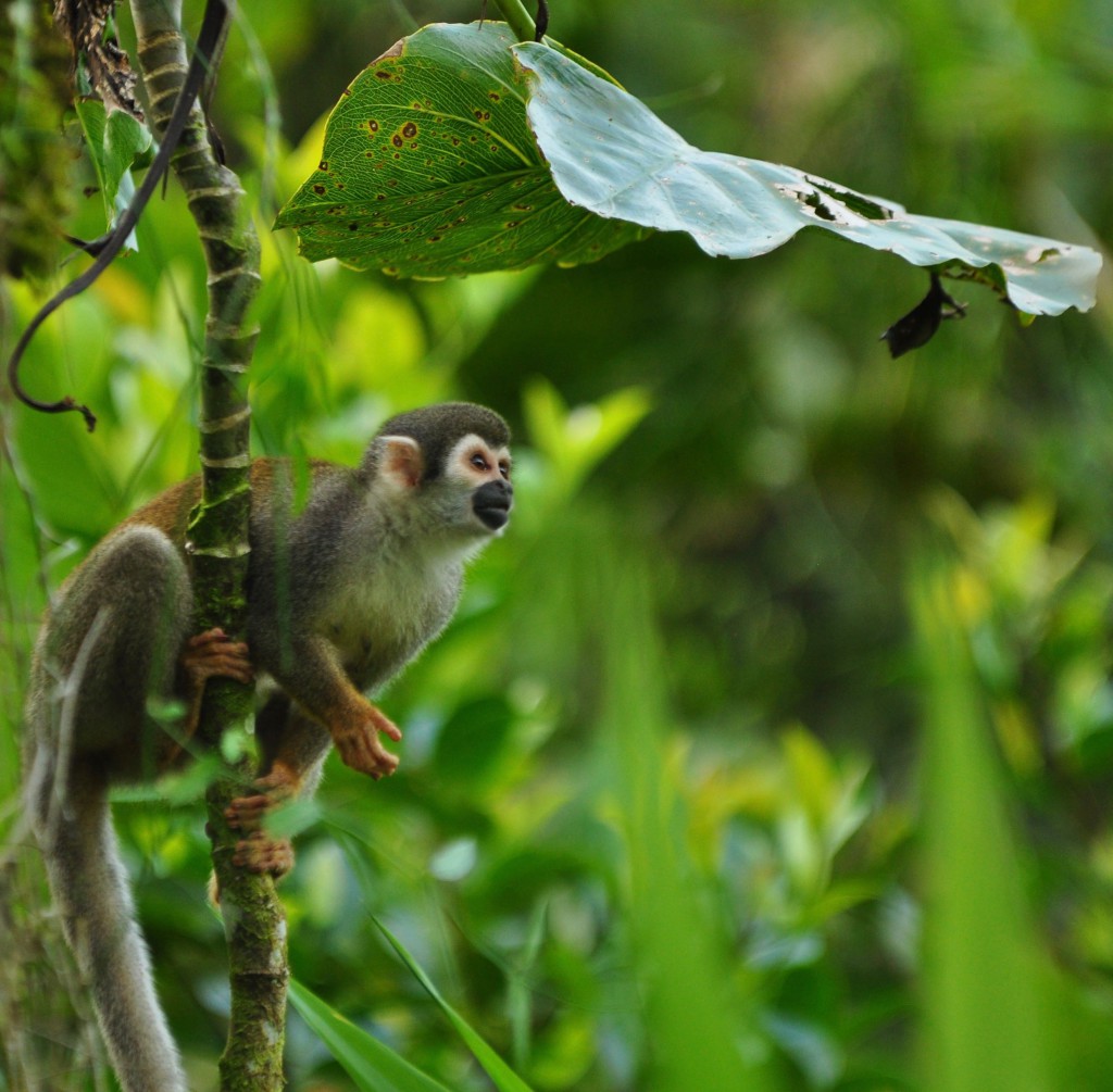 Ecuador2018 - 3