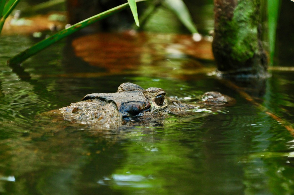 Ecuador2018 - 4