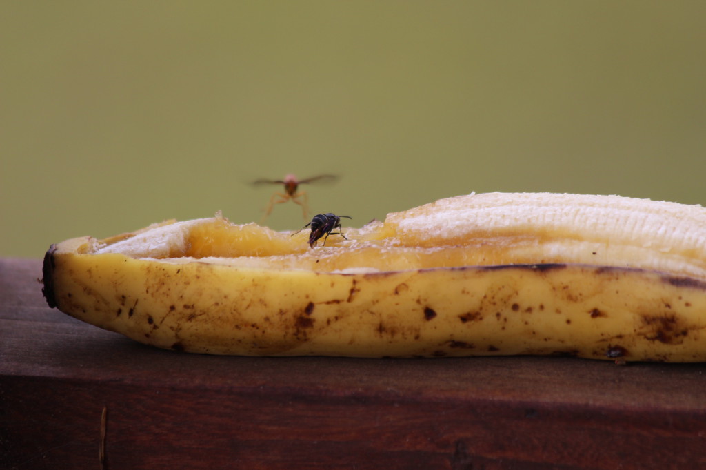 banana-insects_41742478722_o