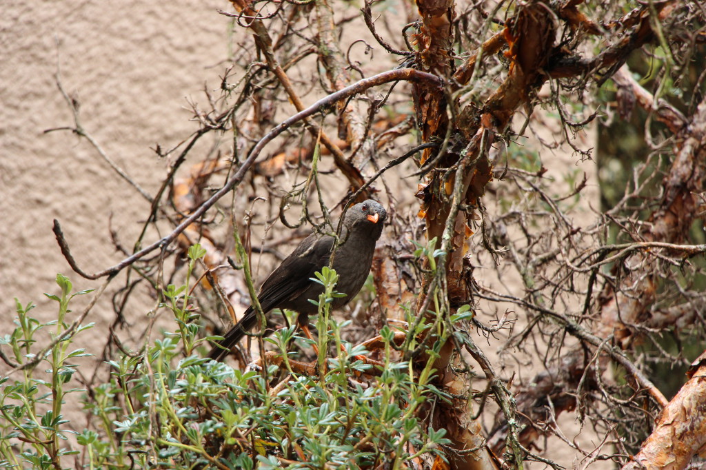 bird-ecuador_27915536058_o