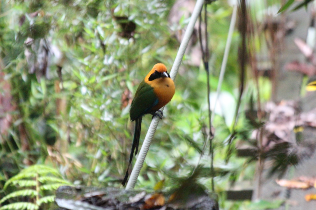 bird-in-mindo---ecuador_26915750937_o