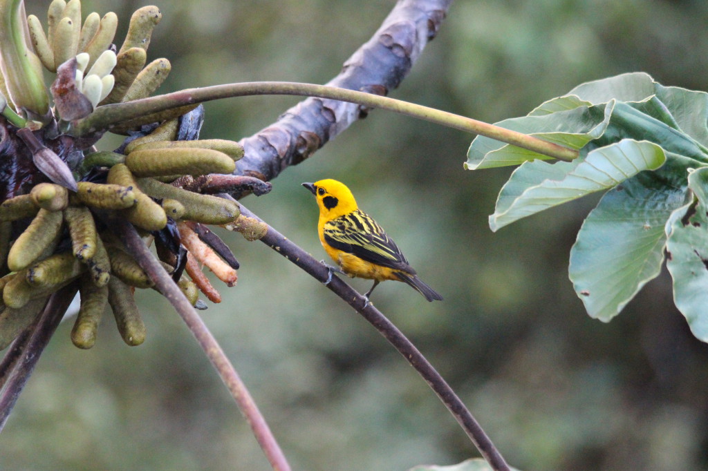 bird-in-mindo-ecuador_26915754007_o