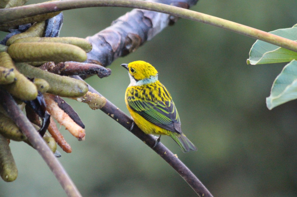 bird-in-mindo-ecuador_26915755757_o