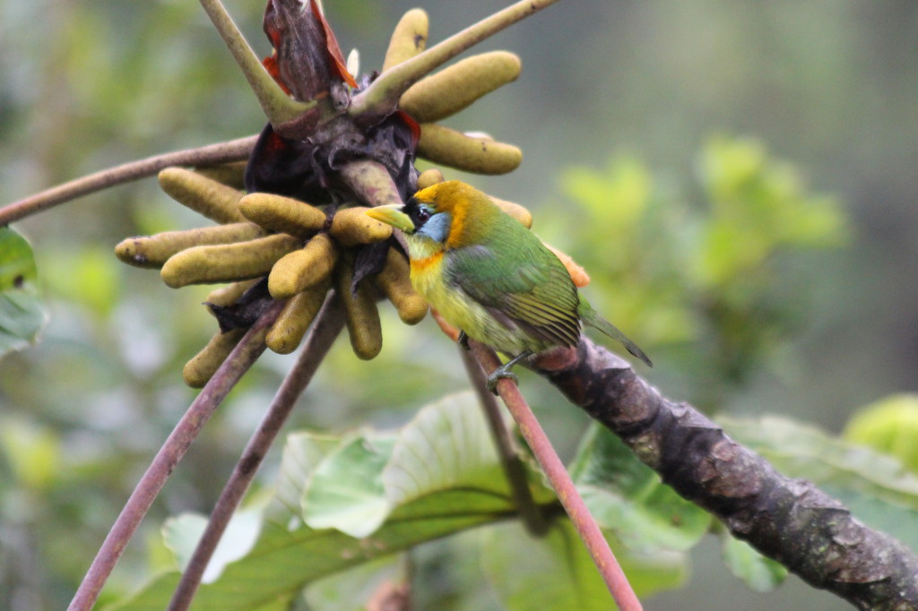 bird-mindo-ecuador_40884579325_o