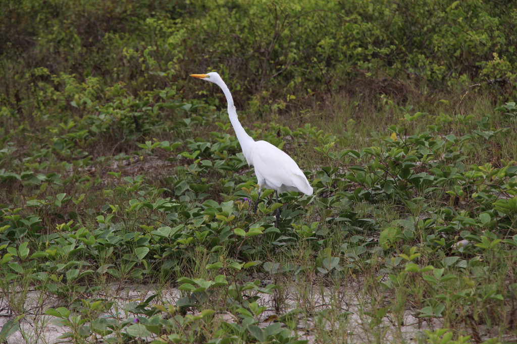 bird-mindo-ecuador_41742483062_o