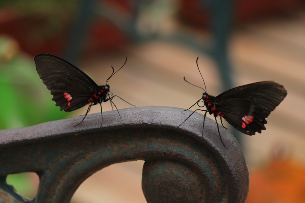 butterflies-in-love---mindo-ecuador_26915757907_o
