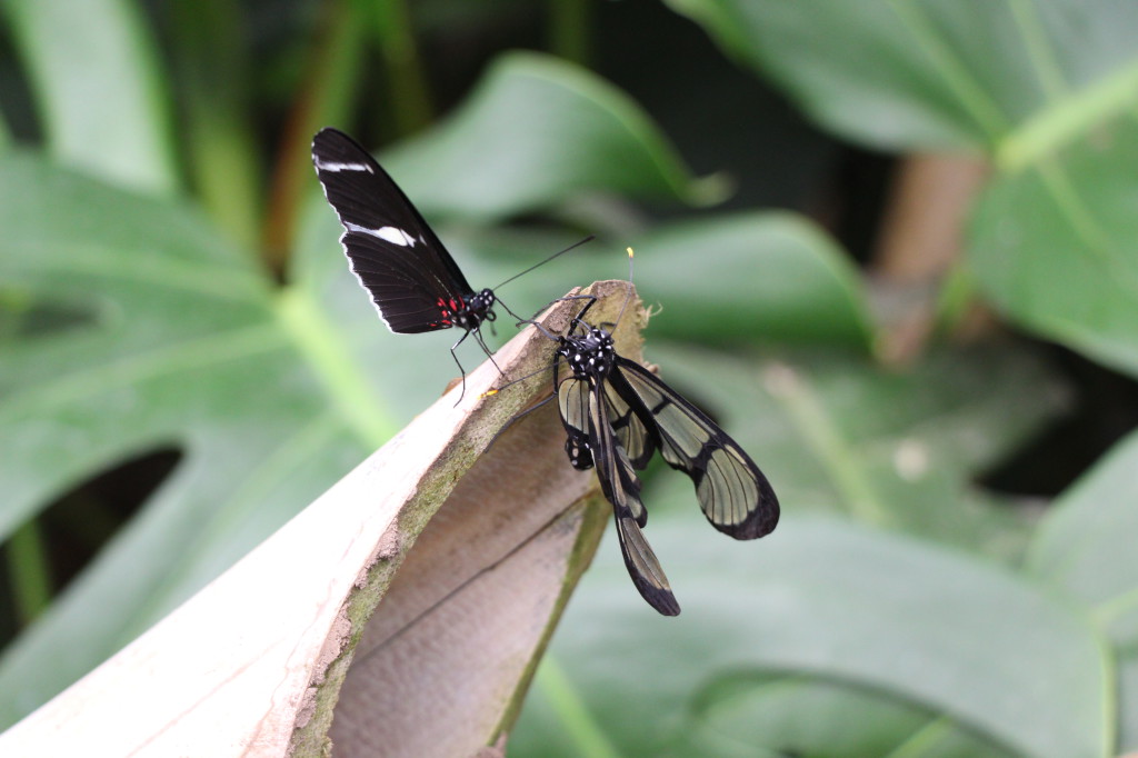 butterflies-mindo-ecuador_41742435112_o