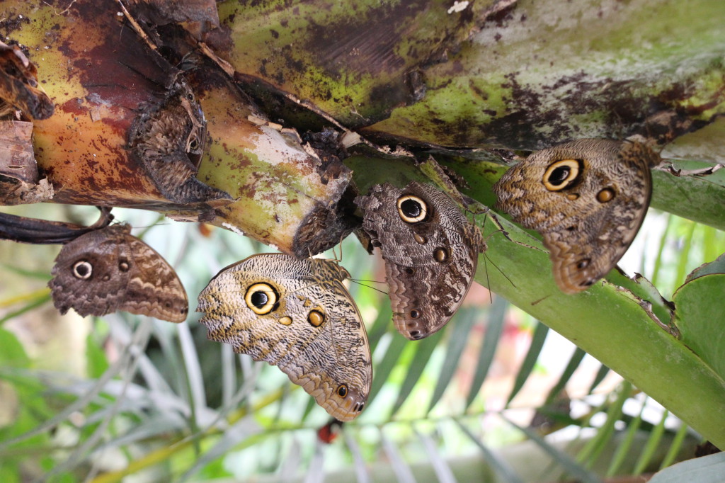 butterflies-mindo-ecuador_41783732171_o