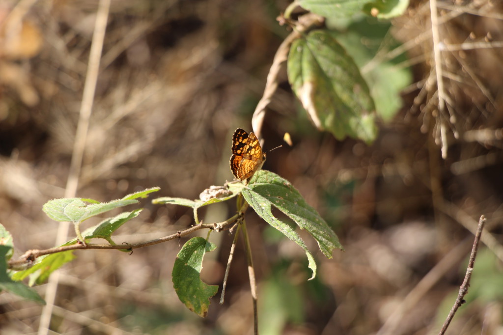 butterfly-ecuador_27915516128_o