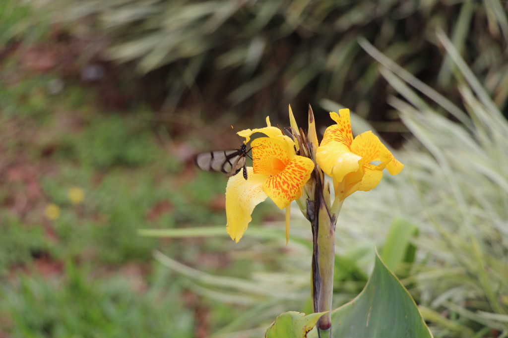 butterfly-in-mindo-ecuador_41742462672_o