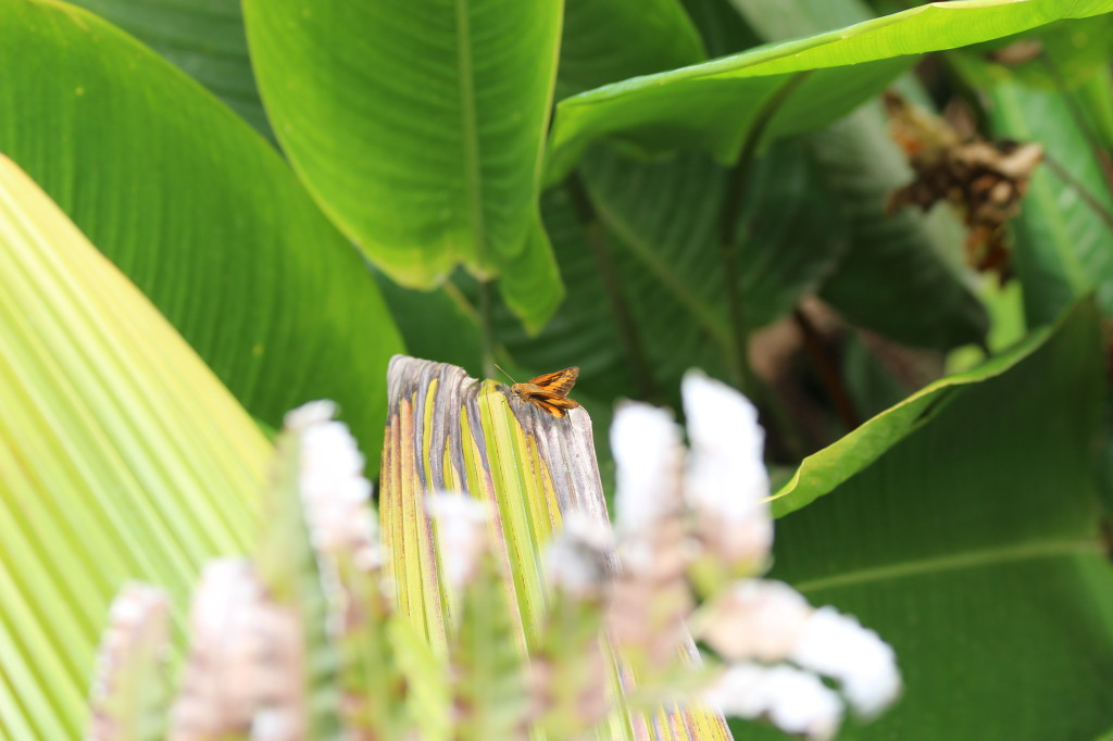 butterfly-in-mindo-ecuador_41742465842_o