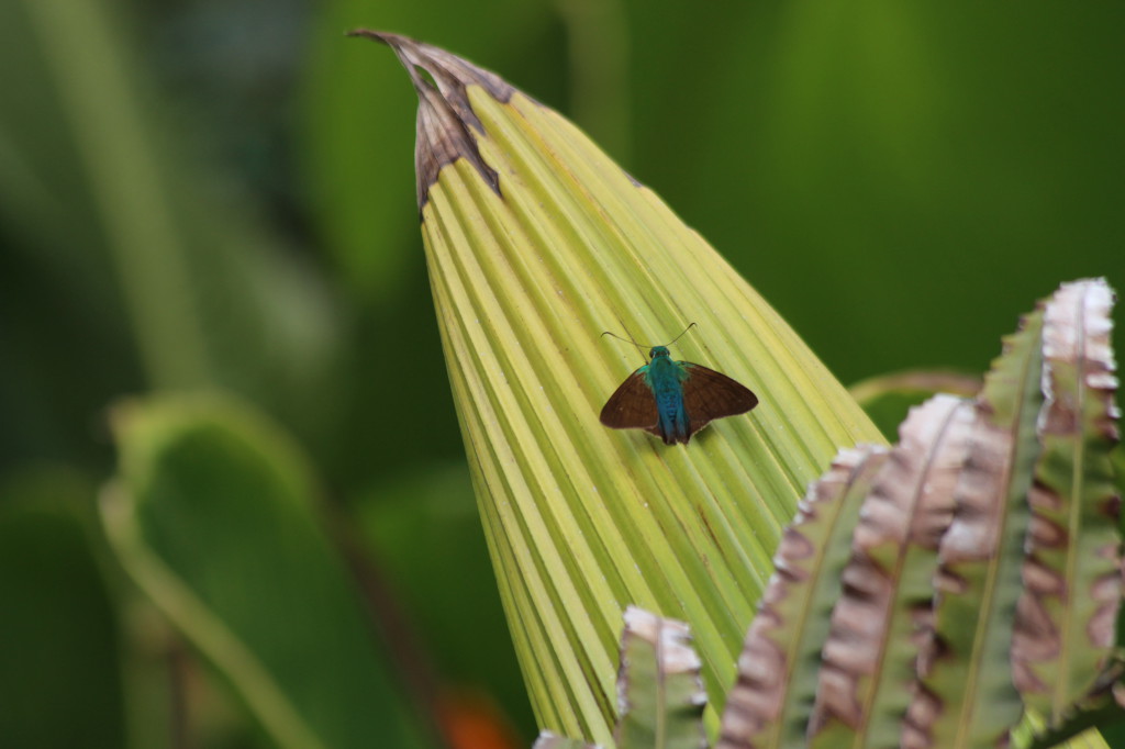 butterfly-in-mindo-ecuador_41742466932_o