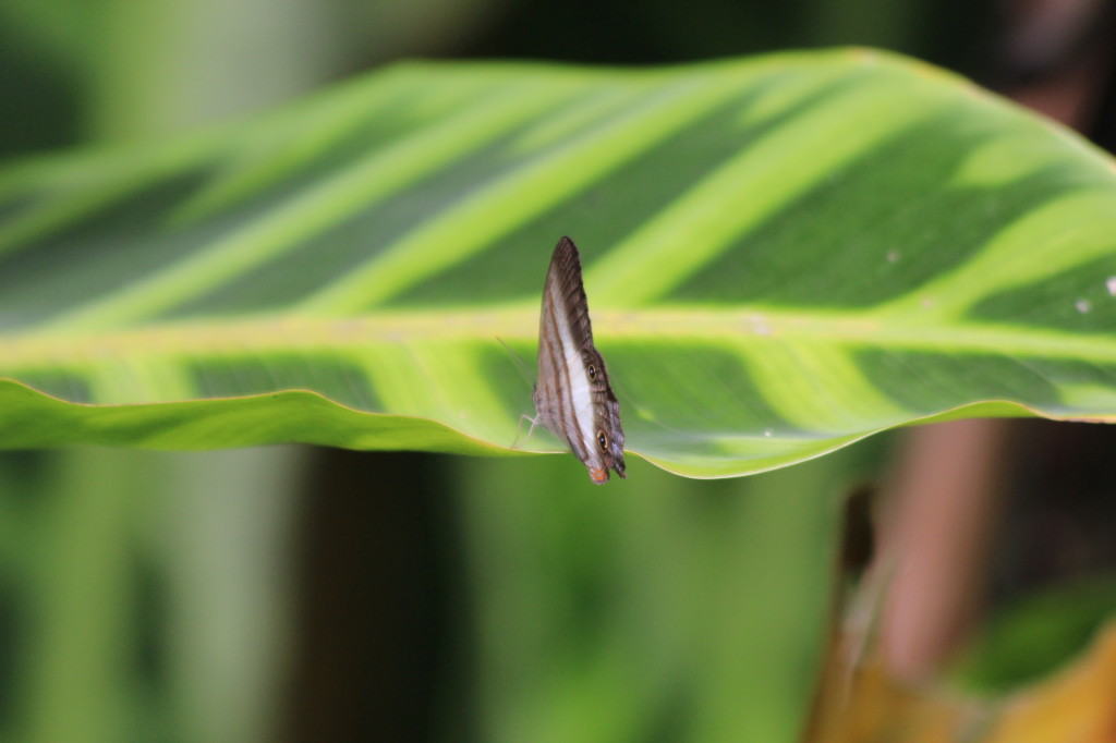 butterfly-in-mindo-ecuador_41742468112_o