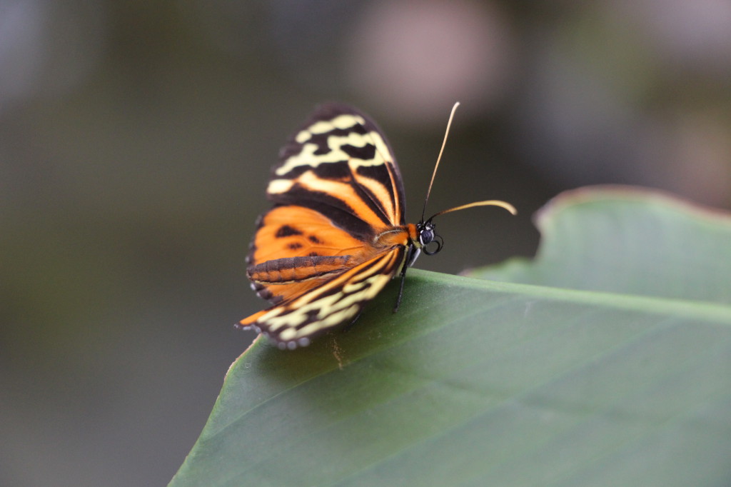 butterfly-mindo-ecuador_26915759097_o