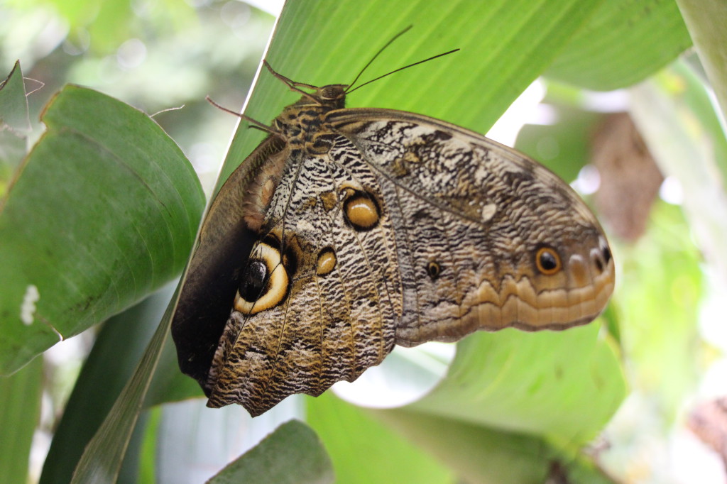 butterfly-mindo-ecuador_26915762187_o