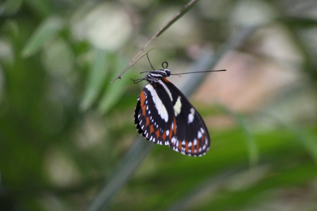 butterfly-mindo-ecuador_41783729201_o