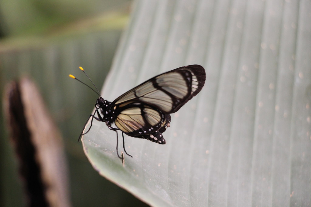 butterfly-mindo-ecuador_41783730451_o