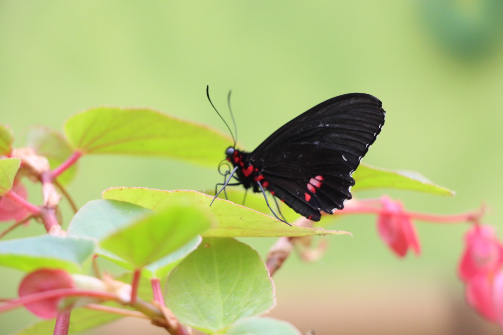 butterfly-mindo-ecuador_41783733451_o