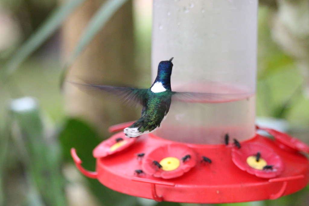 colibri-hummingbird-in-mindo-ecuador_41783736801_o