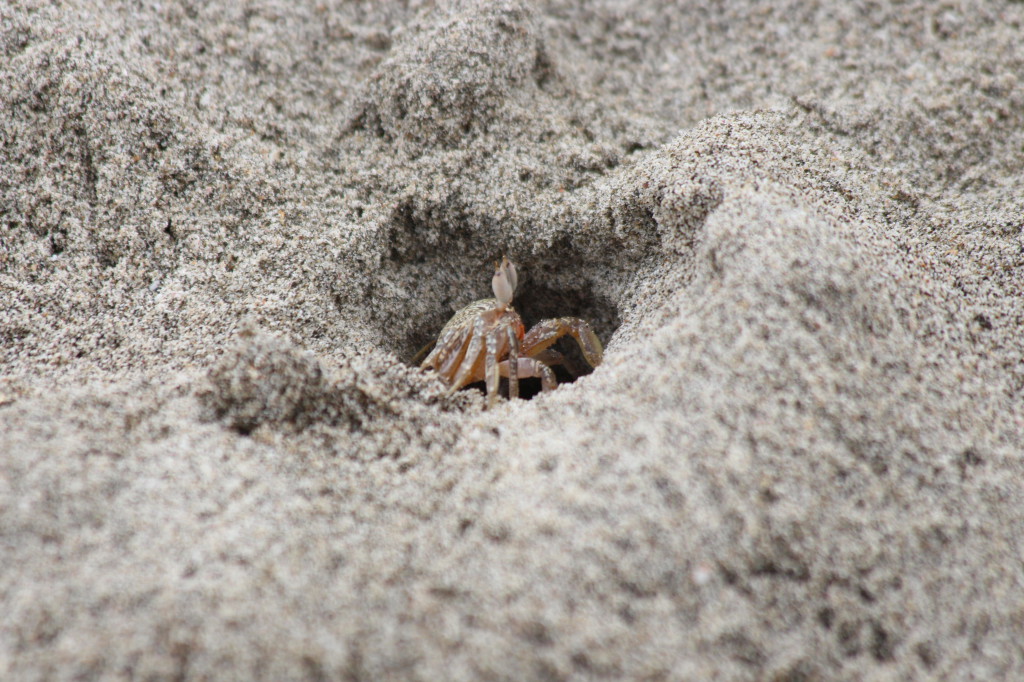 crab-ecuador_41742484212_o