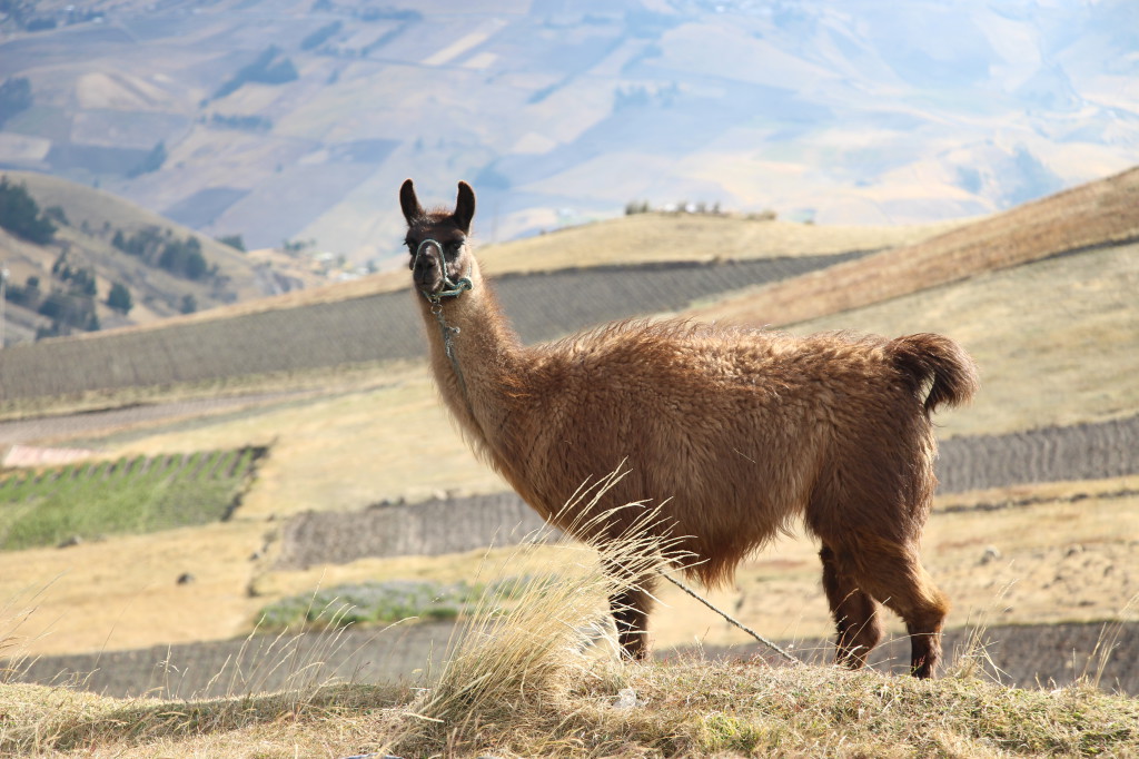 equateur_2017-09-27-195_41783808641_o