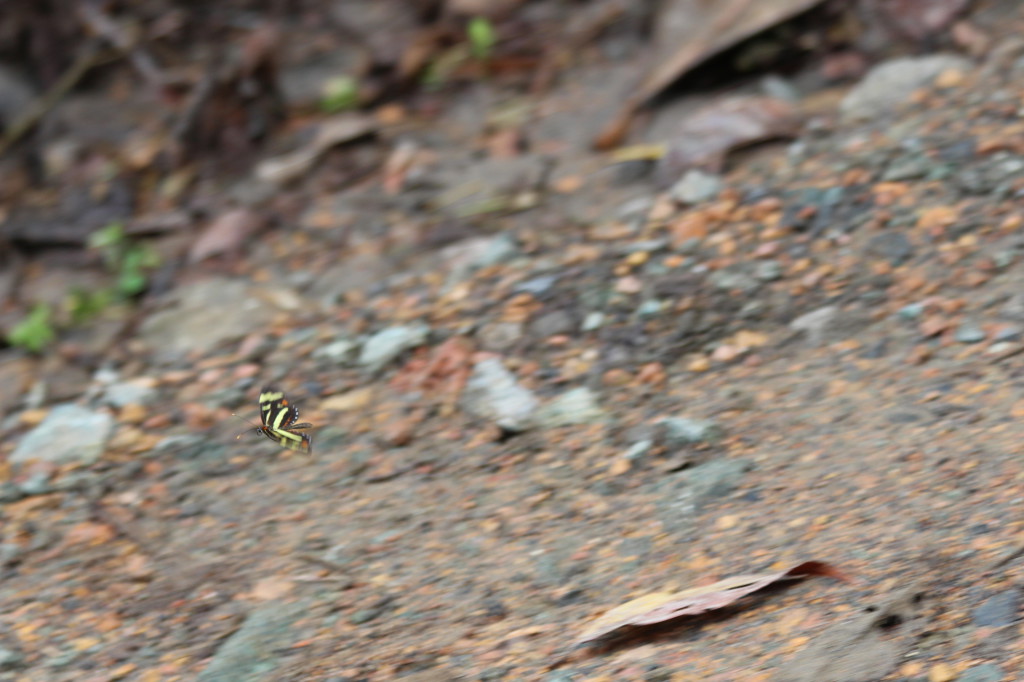 flyng-rocket-butterfly-mindo-ecuador_41742469422_o