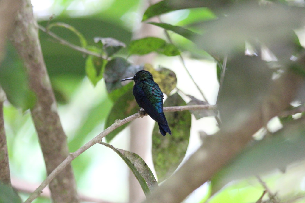 hummingbird-colibri-in-mindo-ecuador_41783738431_o