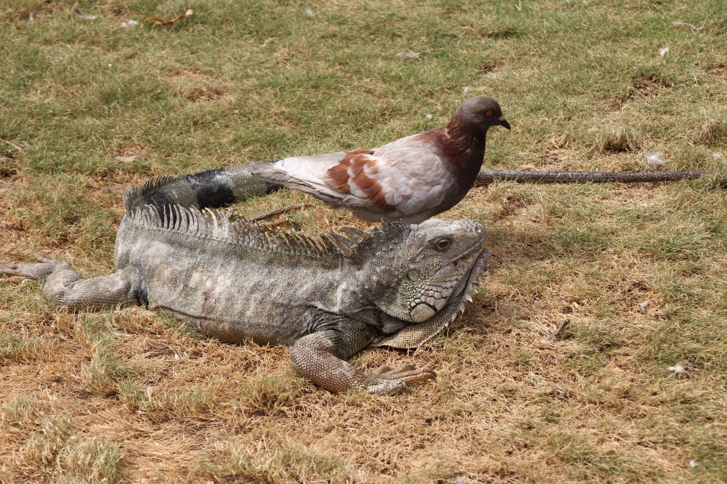 iguana-guayaquil-ecuador-and-dove_27915534918_o