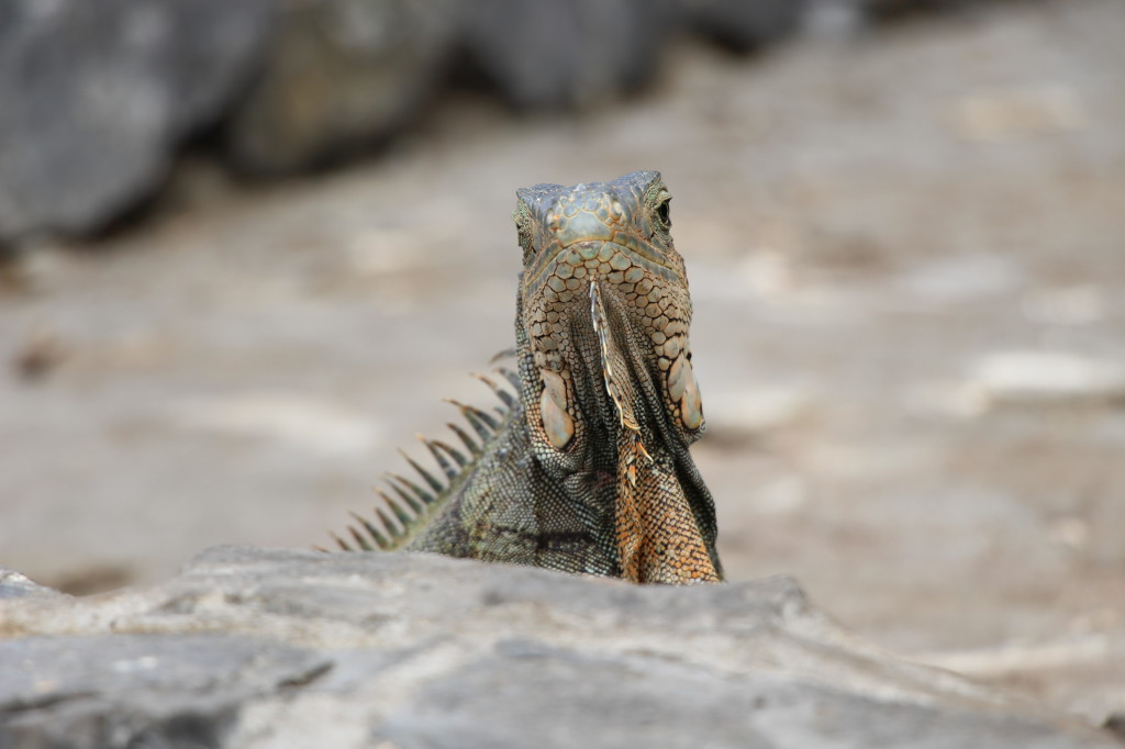 iguana-guayaquil-ecuador_27915523898_o