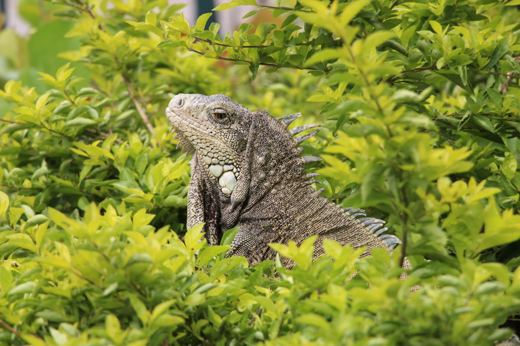 iguana-guayaquil-ecuador_27915525358_o