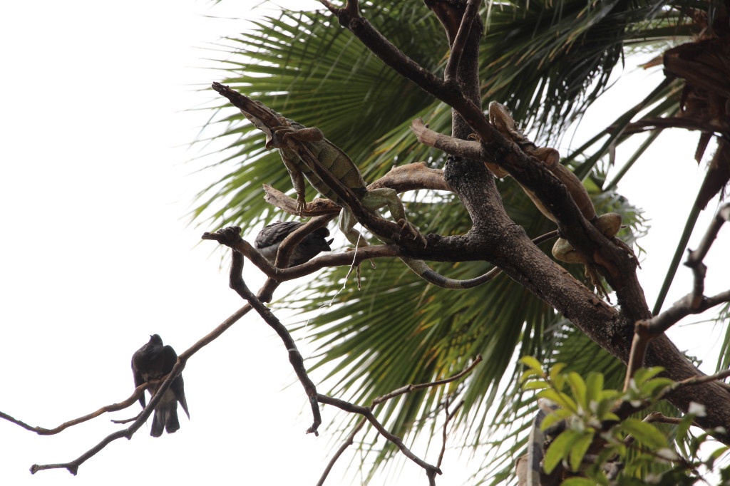 iguana-guayaquil-ecuador_27915528168_o