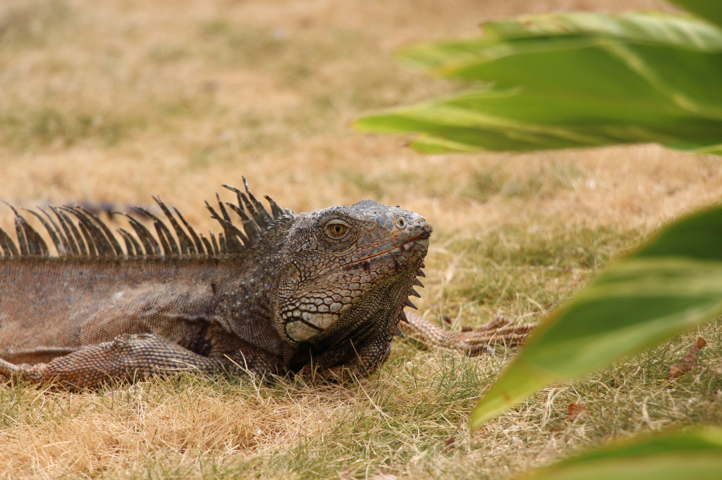 iguana-guayaquil-ecuador_27915529468_o