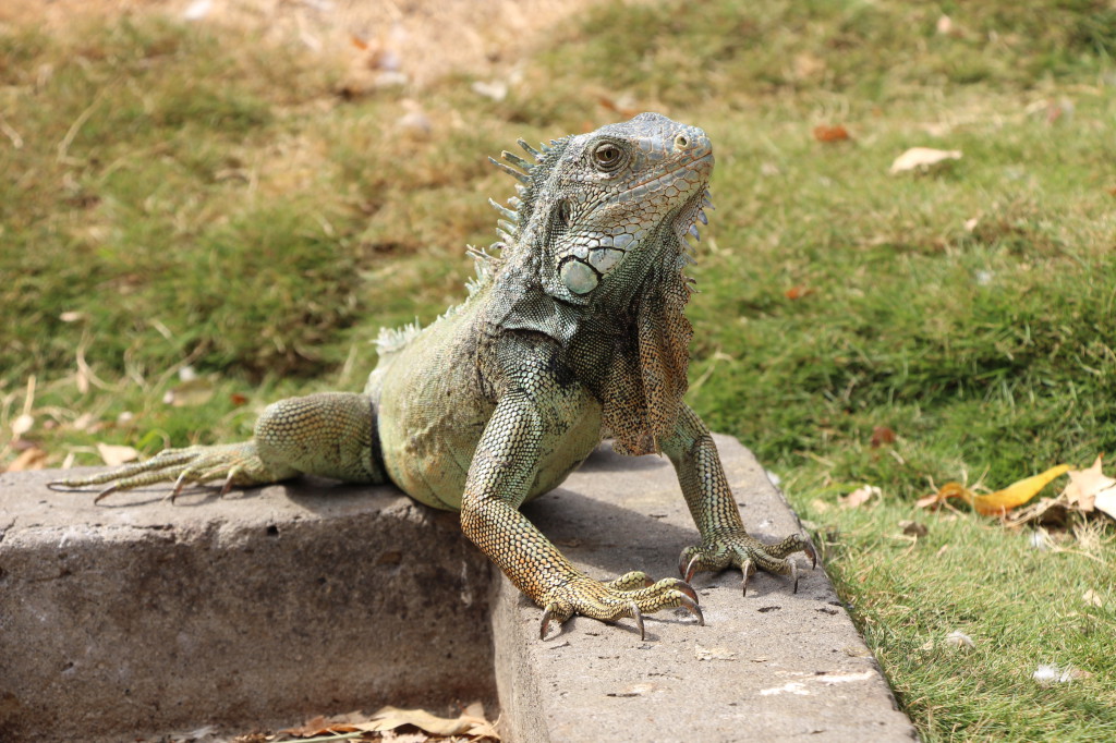 iguana-guayaquil-ecuador_27915530948_o