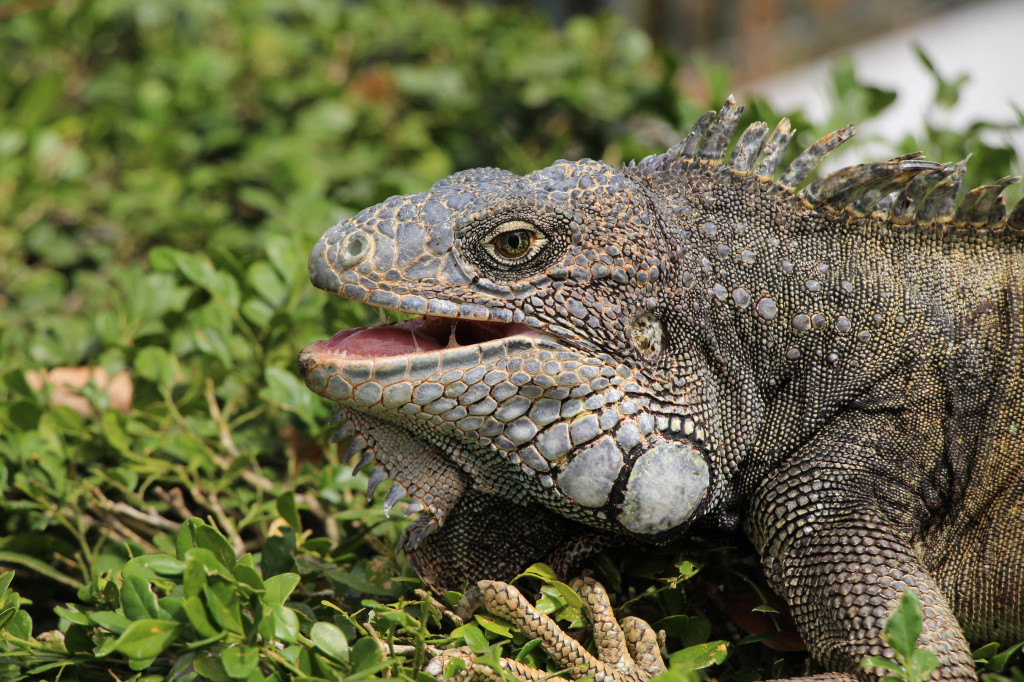 iguana-guayaquil-ecuador_27915532568_o